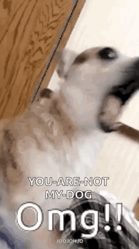Omg Shocked GIF
