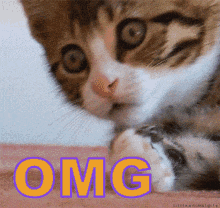 Omg GIF