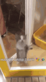 Omni Cat GIF