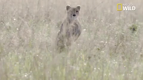 Omw GIF