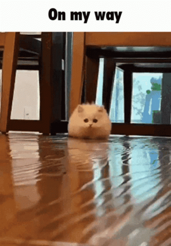On My Way Cat Run GIF