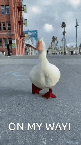 On My Way Duck GIF