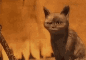 Ooh Ooo GIF