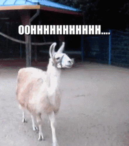 Oohhhhhhhh Llama GIF. This 441 x 498 animated GIF is part of our lhama cuspindo collection. Created by Aolo. View the original animation, share it, or…