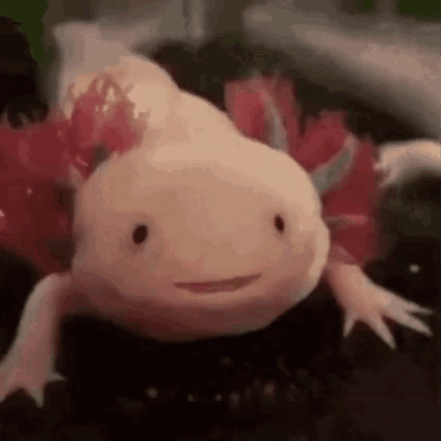 Oondasta Oondastochka GIF