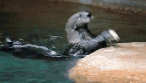 Open Open Open! GIF