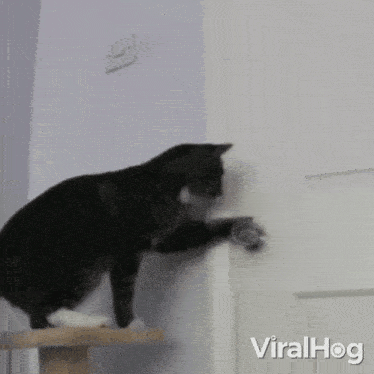 Opening The Door Viralhog GIF