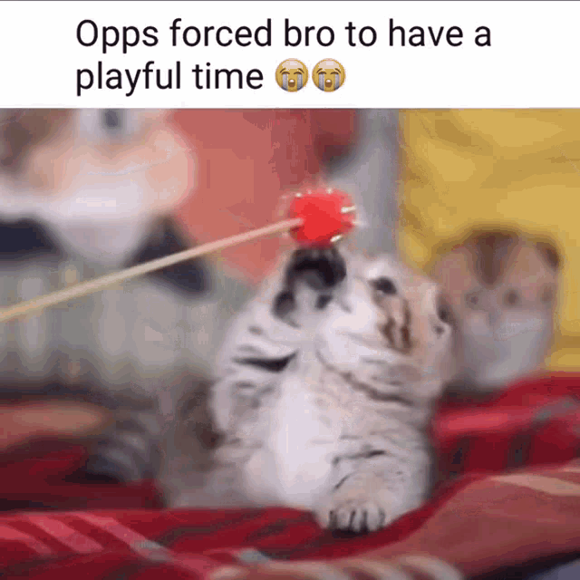 Opps Forced Him GIF