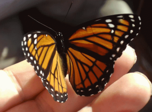 Orange Butterfly GIF