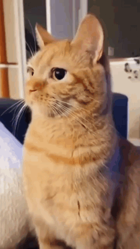 Orange Cat Bite Orange Cat Attack GIF