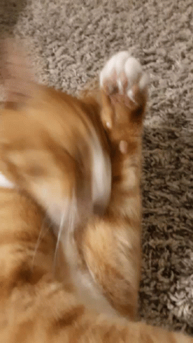 Orange Cat Cat GIF
