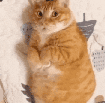 Orange Cat Fat Cat GIF