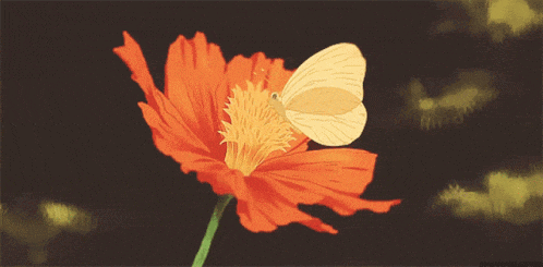 Orange Yellow GIF