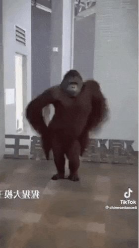 Orangutan Dance GIF