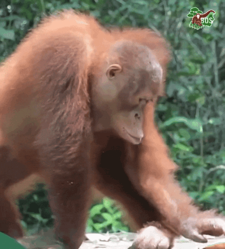 Orangutan Dance GIF