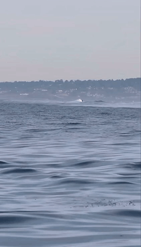 Orca Killer Whale GIF