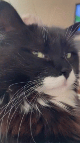 Oreo Unimpressed GIF. This 280 x 498 animated GIF is part of our stink eye collection. Related themes include cat, disappointed, side eye. Created by…