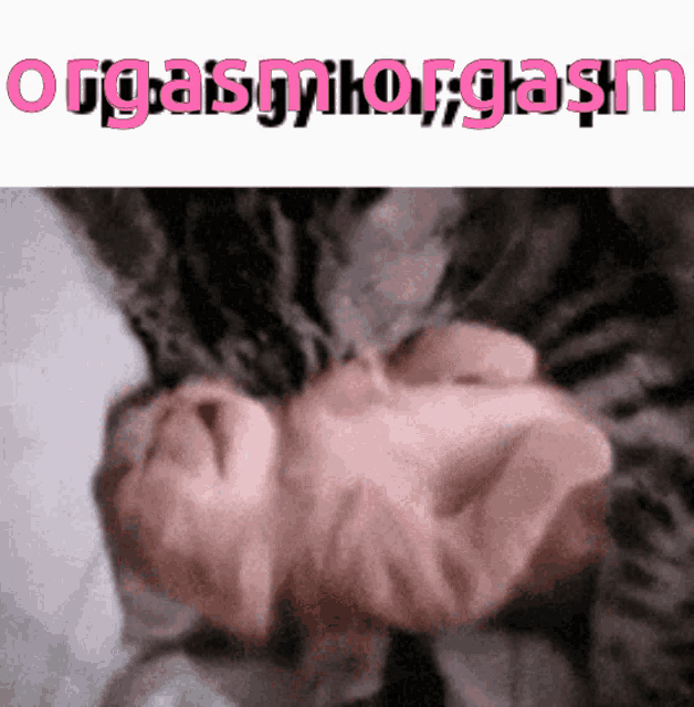 Orgasm Cat GIF
