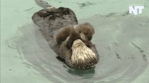 Otter Babyotter GIF