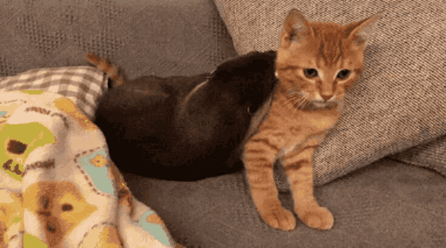 Otter Cat GIF