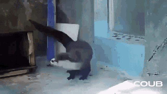 Otter Dancing Otter GIF