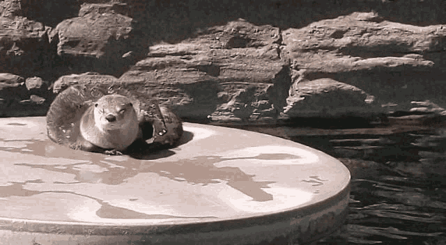 Otter GIF