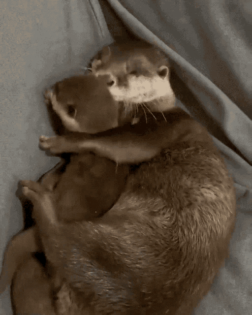 Otter Hug GIF