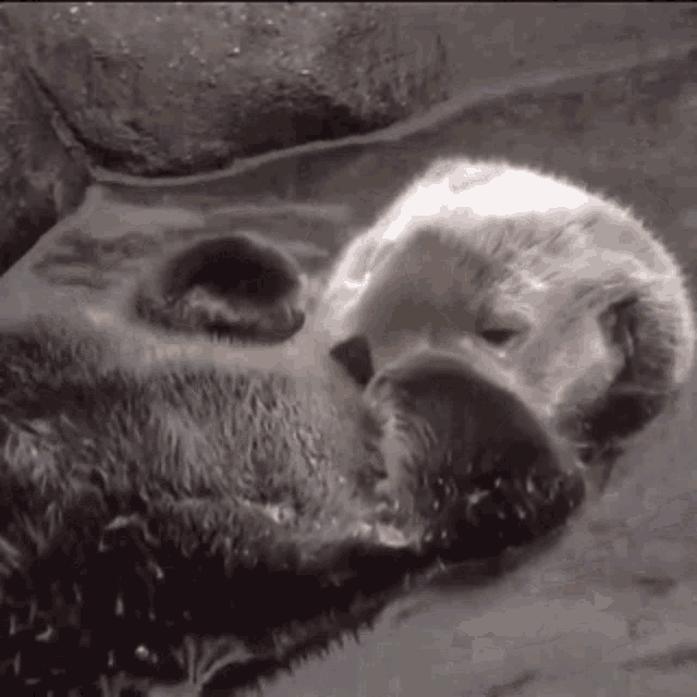 Otter Katmai GIF