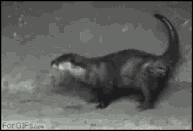 Otter Kick GIF