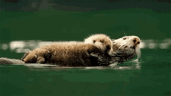 Otter Love GIF