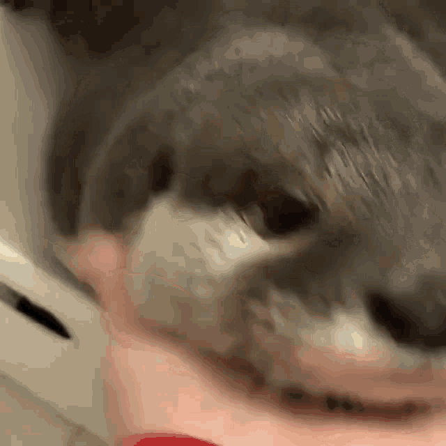 Otter Pet GIF