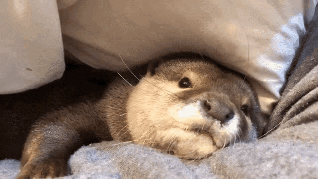Otter Sleeping GIF
