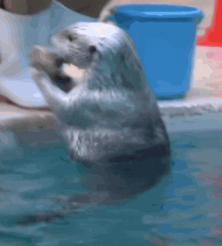 Otter Stim GIF