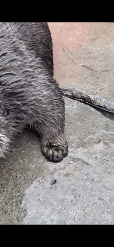Otter Tap Tap GIF