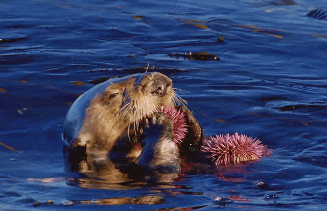 Otter GIF