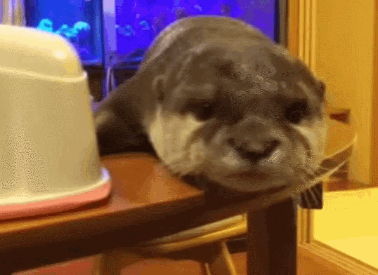 Otter Yawn GIF