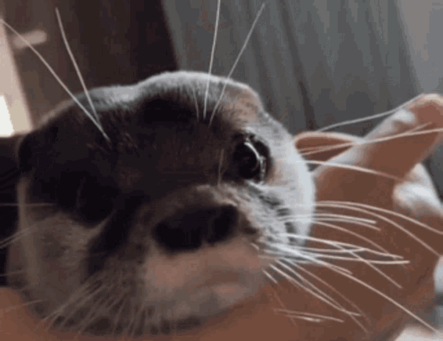 Otter Yawn GIF