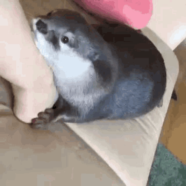 Ottern Sucktea GIF