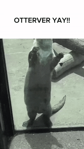Otterver Yay GIF