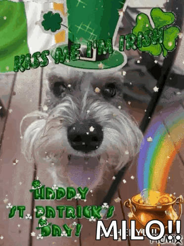 Otto Otto Dog GIF