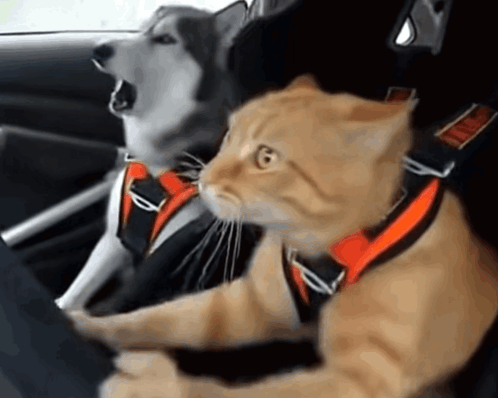 Otw Omw GIF