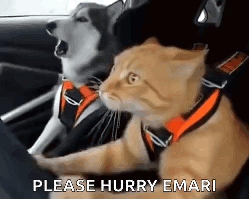Otw Omw GIF
