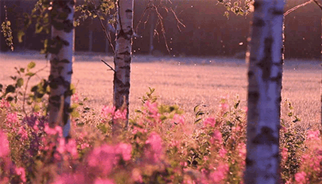 Our Earth Nature GIF