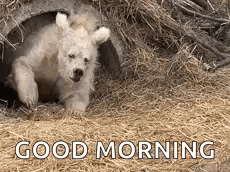 Ours Sleep GIF
