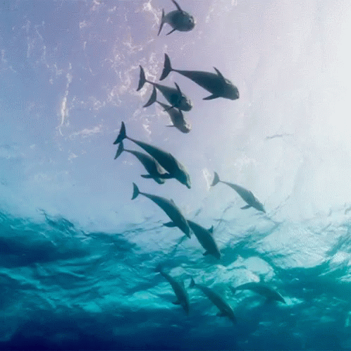 Over Here Dolphin Dive Bombs GIF