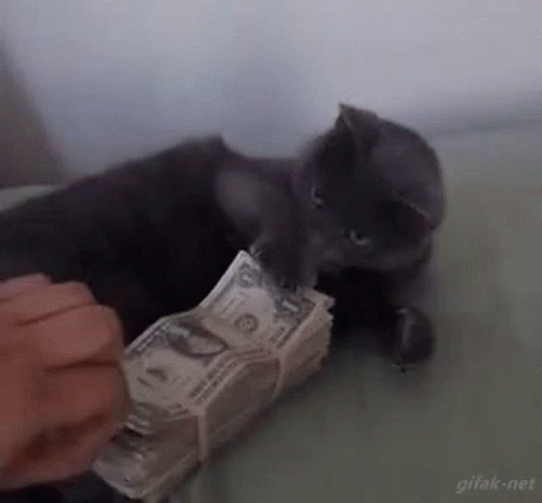 Over Protective Cat GIF