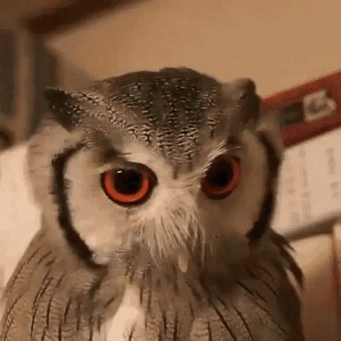 Owl Angry GIF