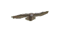 Owl Attack Sticker