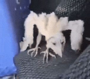Owl Barn Owl GIF