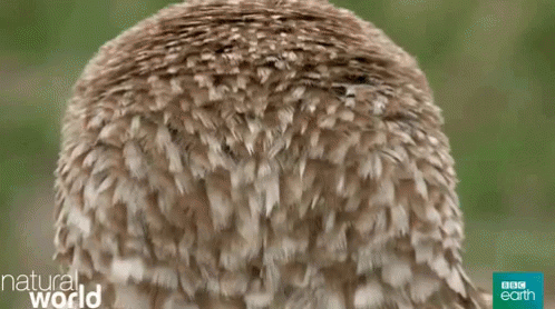 Owl Head Turn GIF